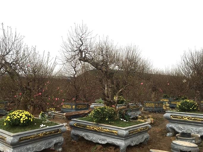 ruot duoi cung thoi gian nguoi trong dao san sang don tet