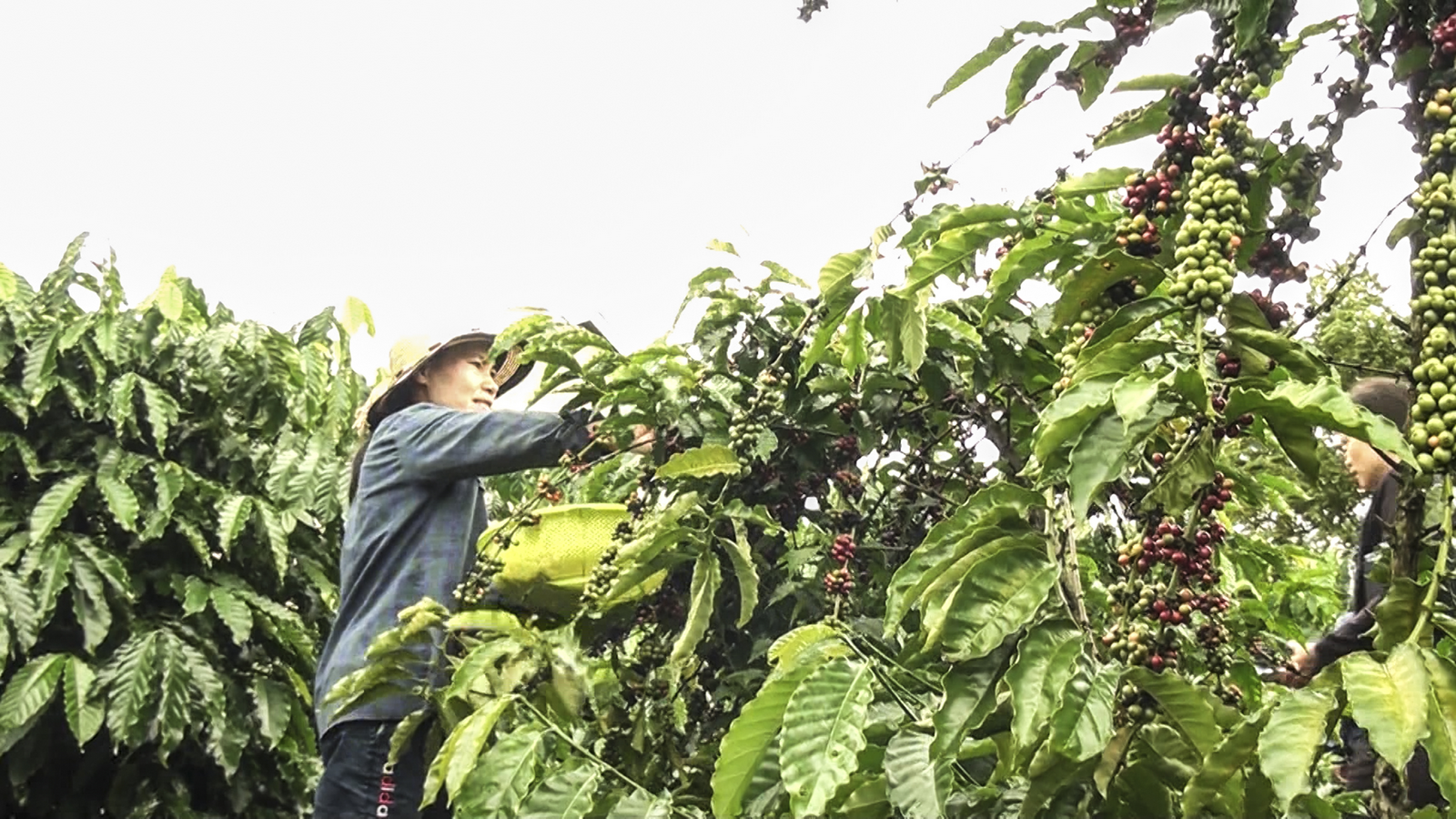 Đồng vốn nghĩa tình trên đất Tây Nguyên Đồng vốn nghĩa tình trên đất Tây Nguyên