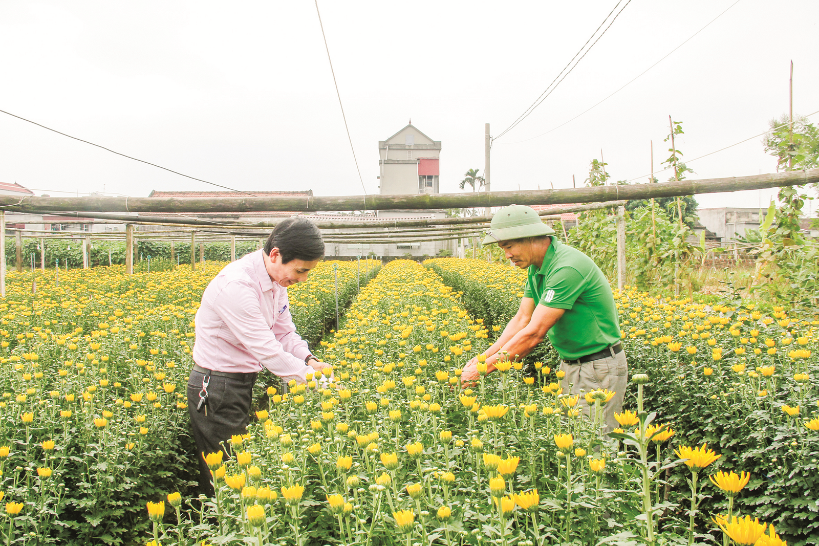 Tô thắm thêm sắc hoa ngày Tết to tham them sac hoa ngay tet