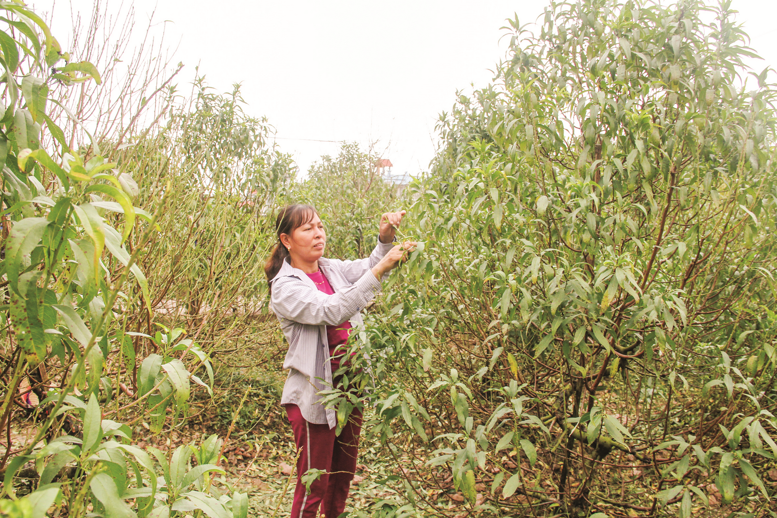 Tô thắm thêm sắc hoa ngày Tết to tham them sac hoa ngay tet