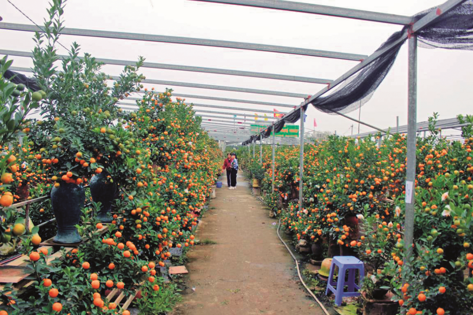 Chuột vàng “cõng” quất lên ngôi dịp Tết Chuột vàng “cõng” quất lên ngôi dịp Tết