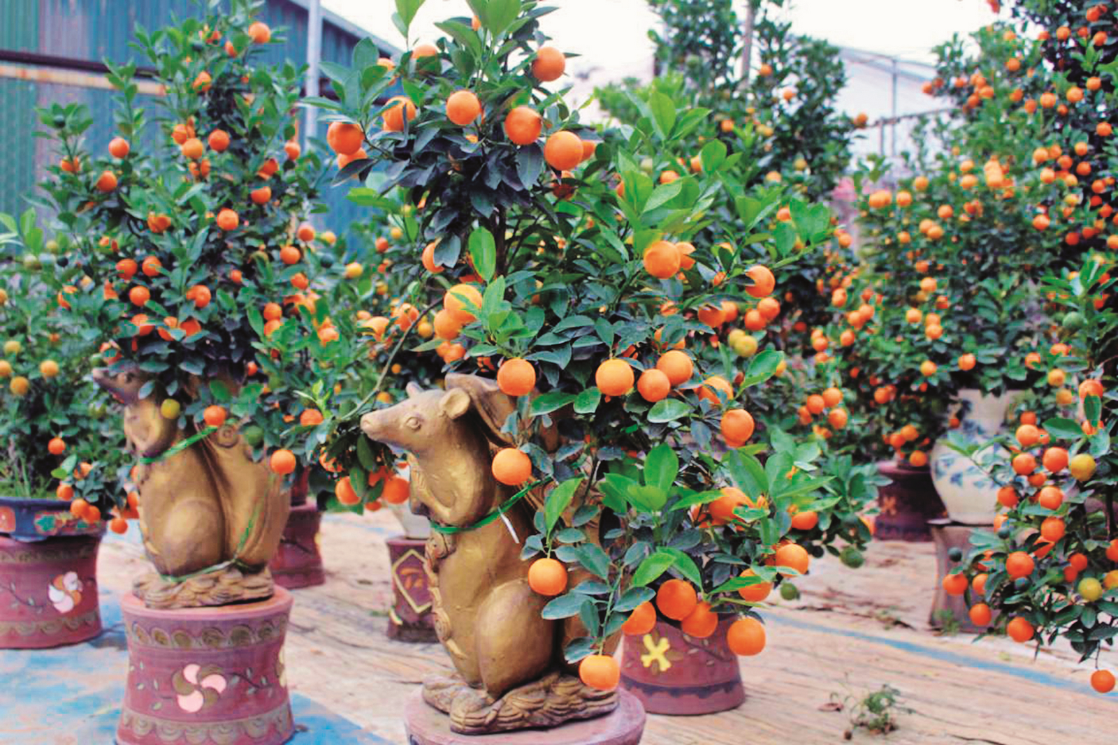 Chuột vàng “cõng” quất lên ngôi dịp Tết Chuột vàng “cõng” quất lên ngôi dịp Tết