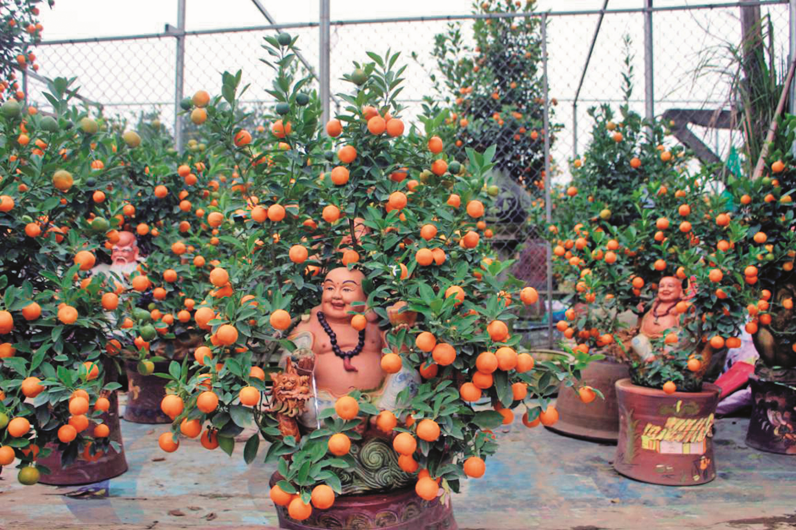 Chuột vàng “cõng” quất lên ngôi dịp Tết Chuột vàng “cõng” quất lên ngôi dịp Tết