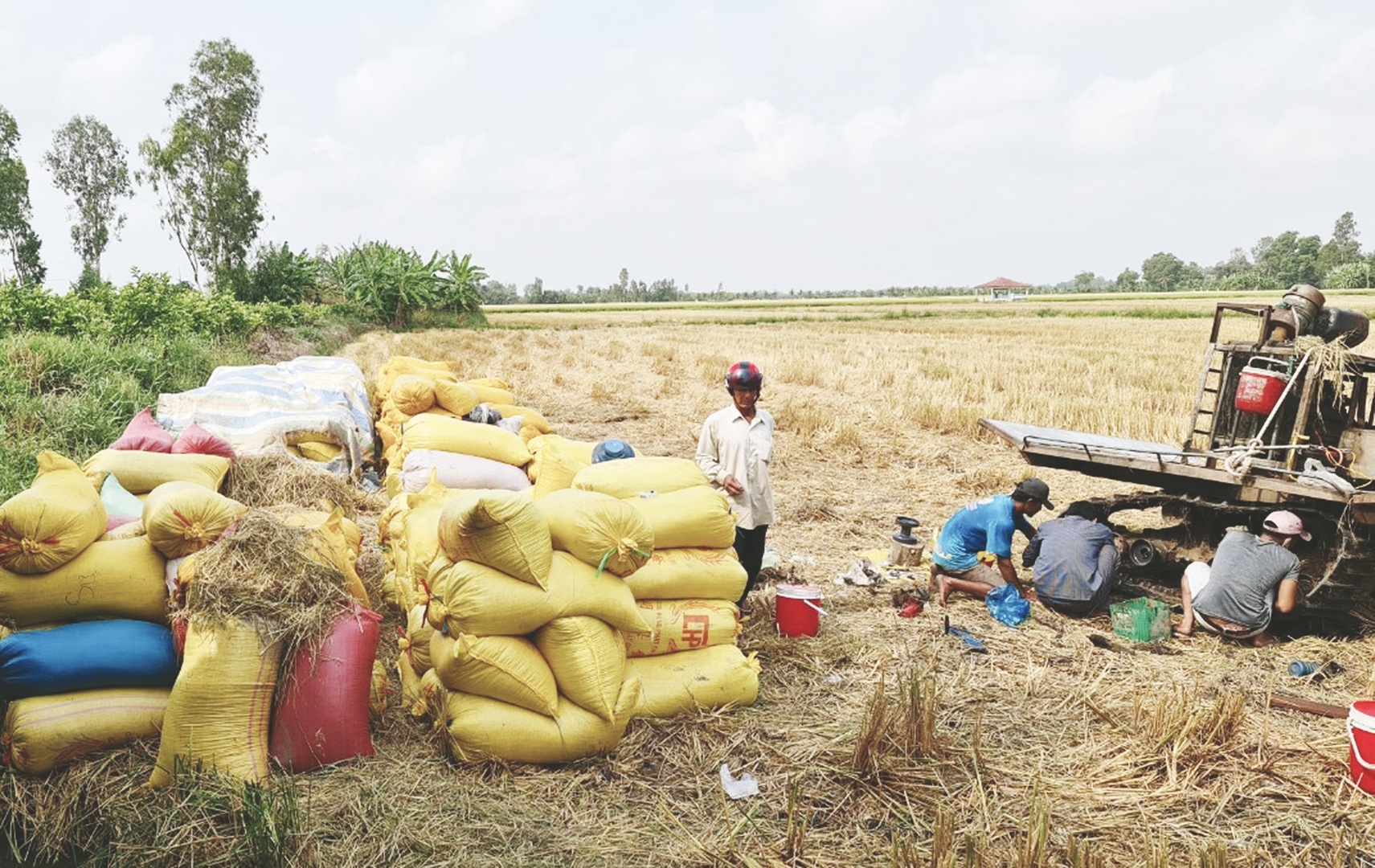 dau dau vi nan co lua gia