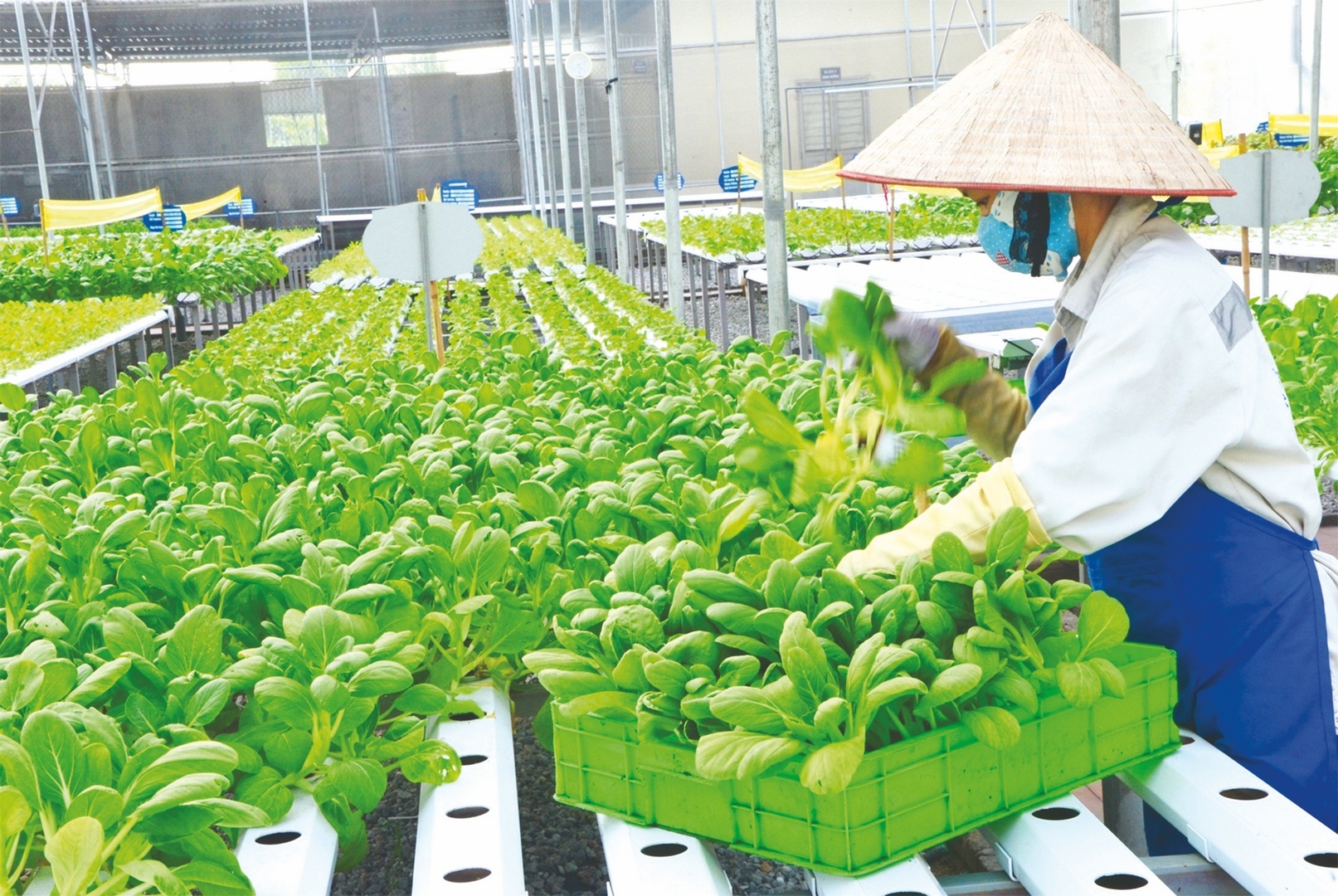 Để sản xuất nông nghiệp bứt phá