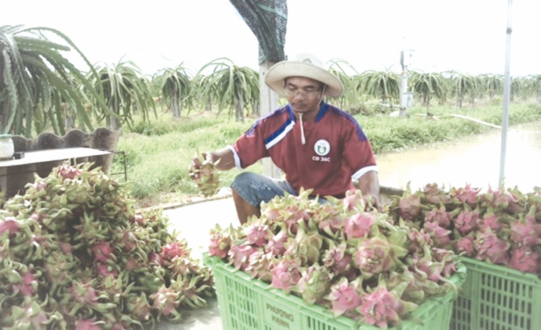 Thanh long gặp khó khi xuất khẩu tiểu ngạch