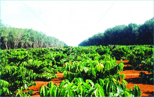 Đăk Lăk đẩy mạnh cho vay tam nông