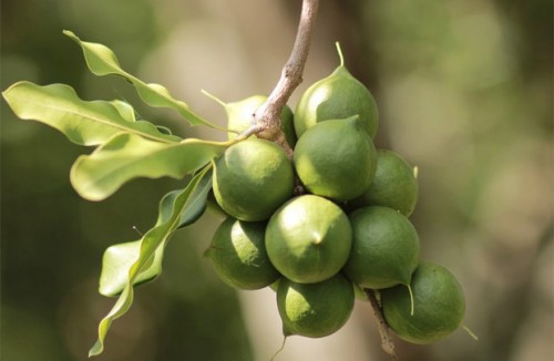 Chính thức thành lập Hiệp hội Mắc ca