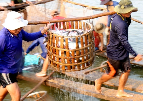 Kienlongbank dành 400 tỷ đồng ưu đãi phát triển nông nghiệp