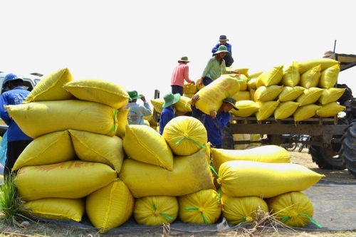 Giá lúa ở ĐBSCL tăng mạnh