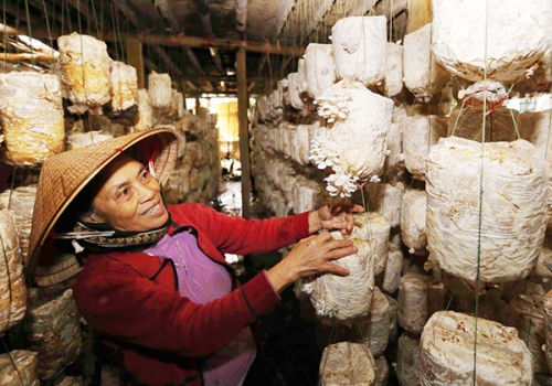 Dựng cơ nghiệp lớn từ đồng vốn chính sách