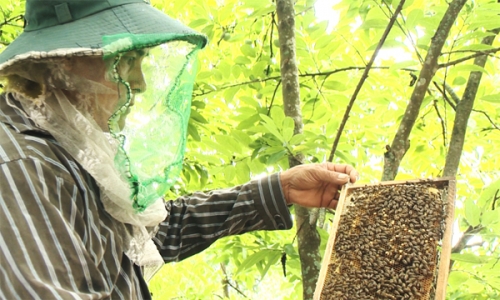 Dựng cơ nghiệp lớn từ đồng vốn chính sách