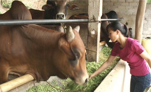 Dựng cơ nghiệp lớn từ đồng vốn chính sách