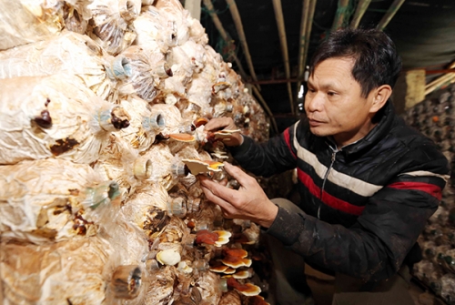 Dựng cơ nghiệp lớn từ đồng vốn chính sách