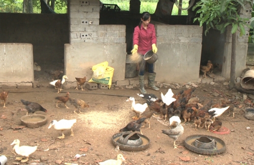 Dựng cơ nghiệp lớn từ đồng vốn chính sách