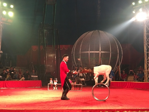 Đại hội Xiếc chào xuân mới 2018 Đại hội Xiếc chào xuân mới 2018