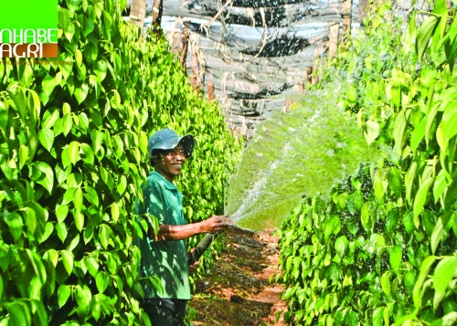 Xuất khẩu hồ tiêu Việt Nam: Cần nâng cao chất lượng Xuất khẩu hồ tiêu Việt Nam: Cần nâng cao chất lượng