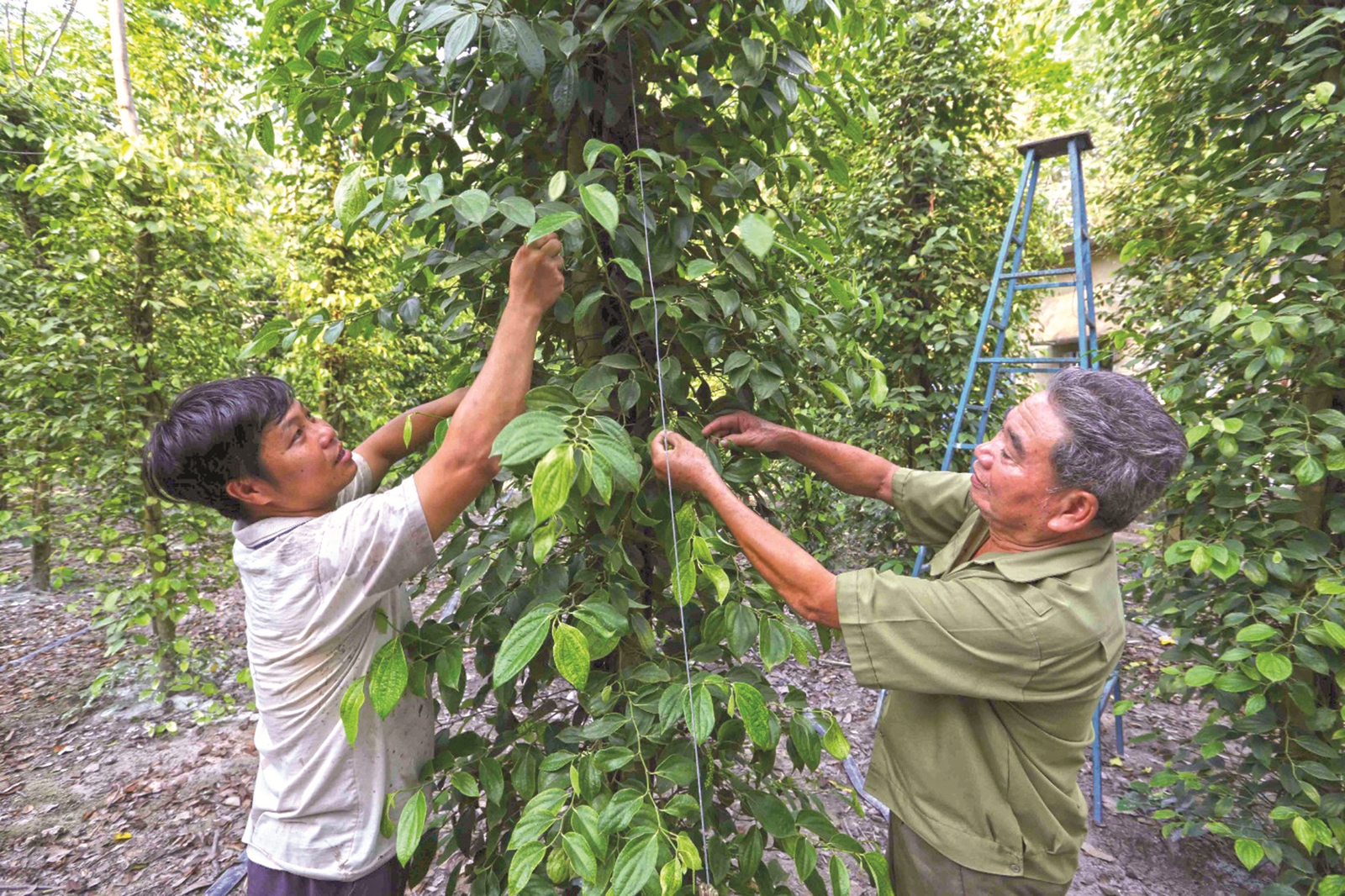 Nhân lên những mô hình thoát nghèo