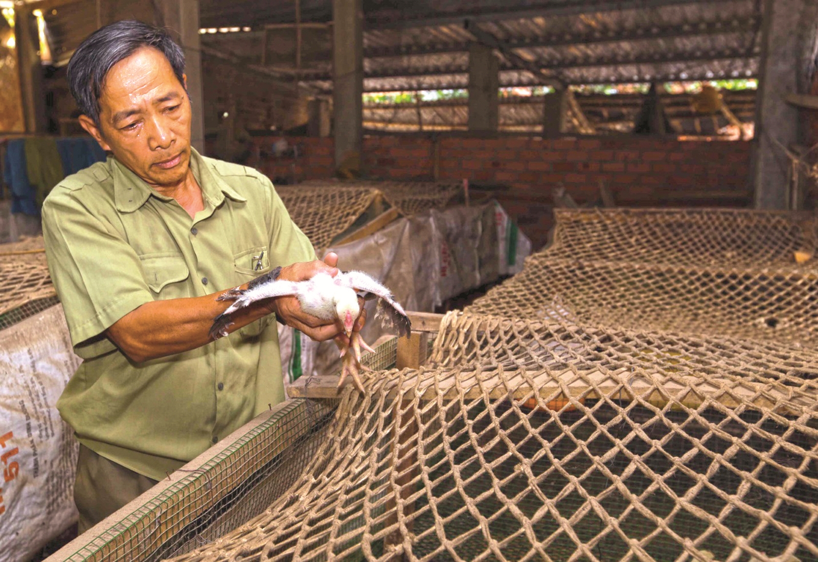 Nhân lên những mô hình thoát nghèo