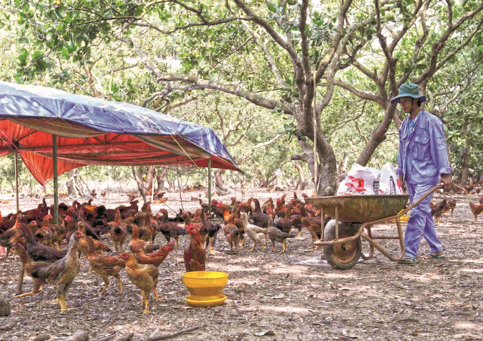 Nhân lên những mô hình thoát nghèo