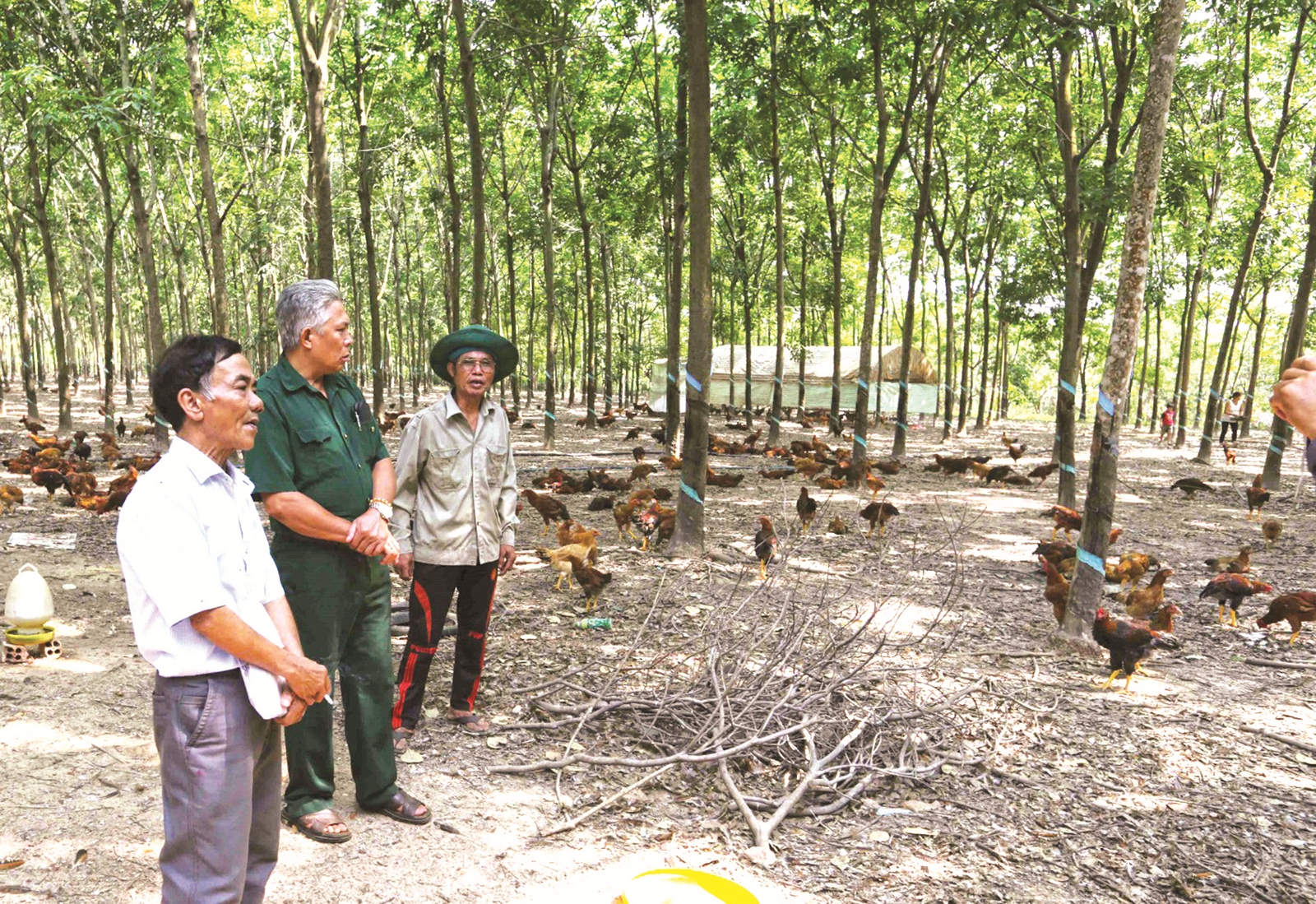 Nhân lên những mô hình thoát nghèo