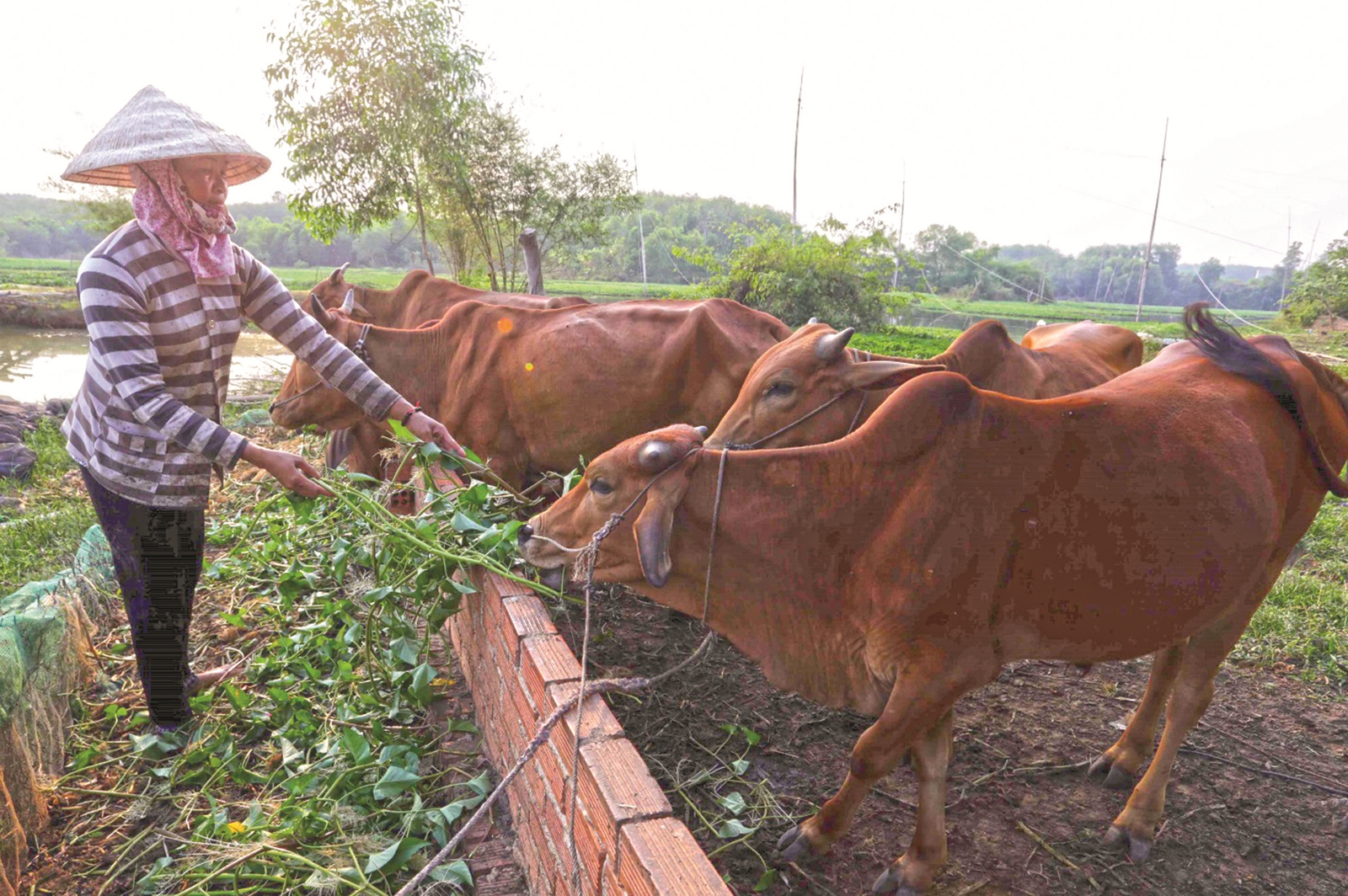 Nhân lên những mô hình thoát nghèo