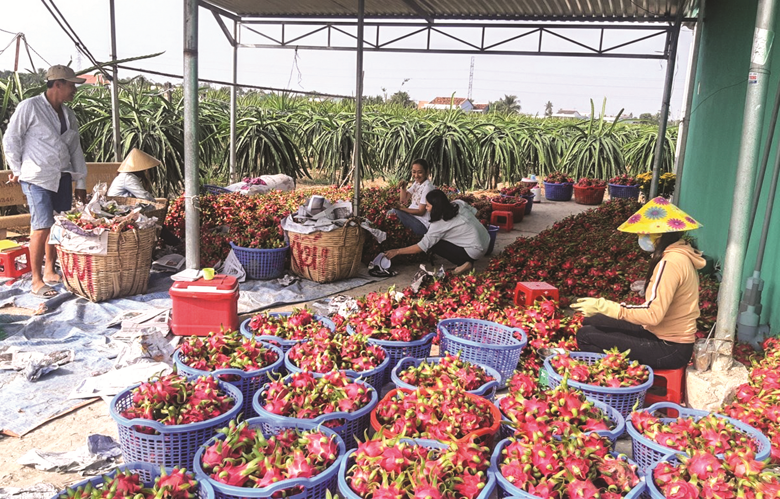 “Cứu” nông sản trong bối cảnh dịch bệnh