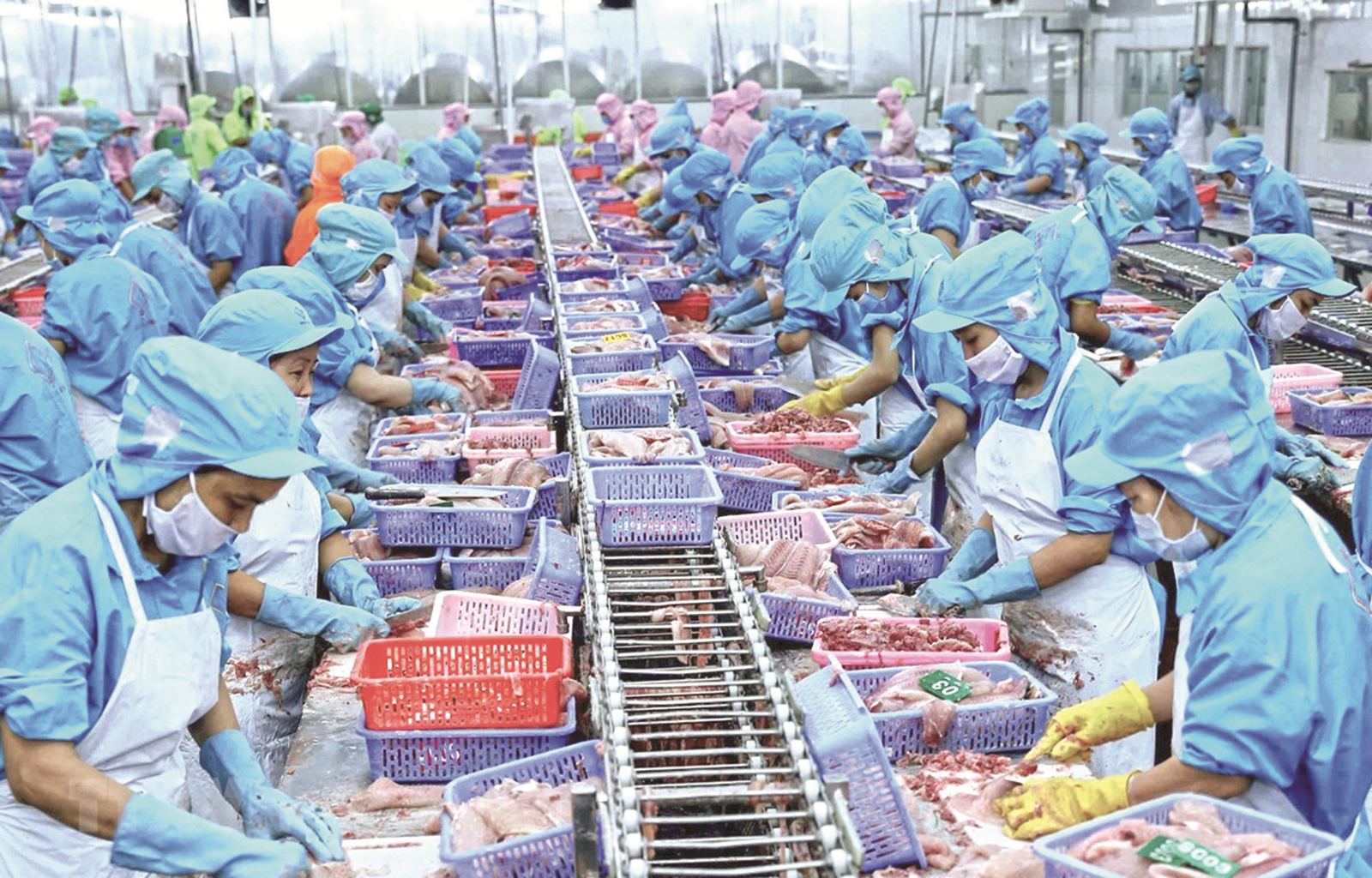 Ngành thủy sản ứng phó với tác động từ dịch bệnh Ngành thủy sản ứng phó với tác động từ dịch bệnh