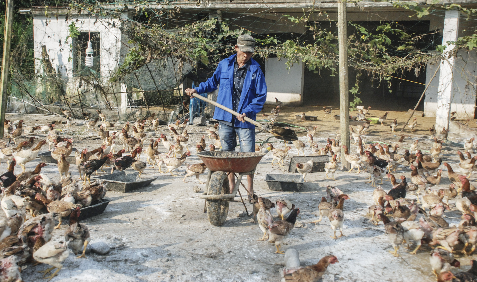 chu dong phong dich cum a tren gia cam