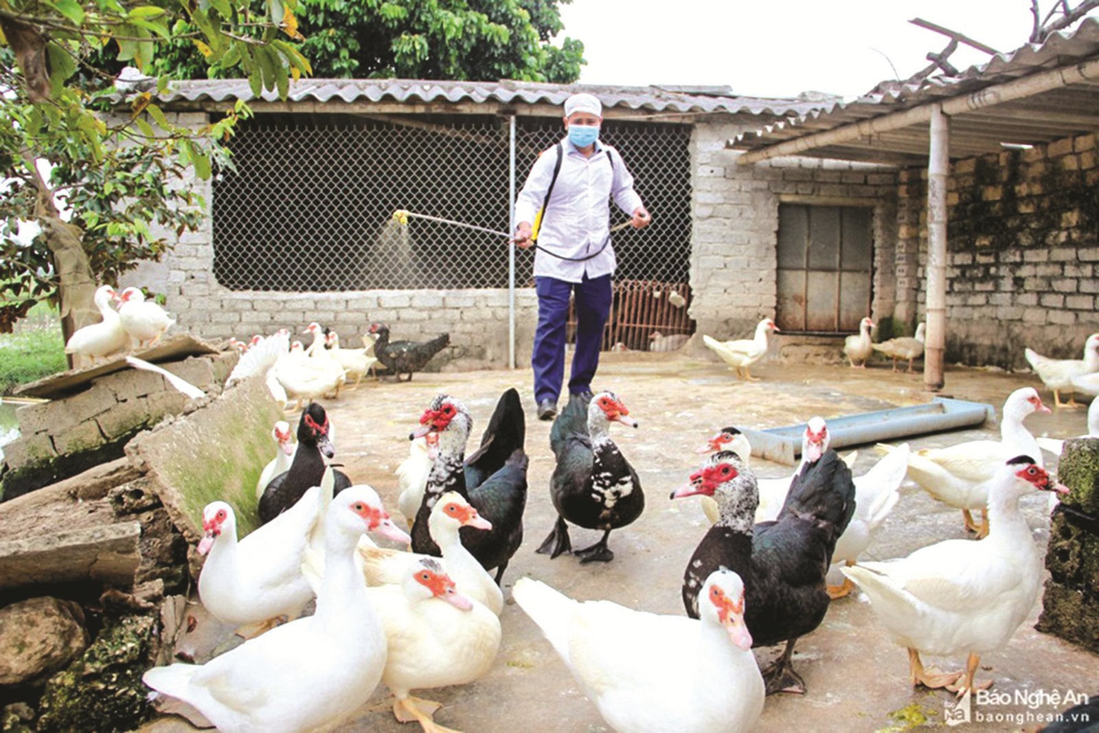 chu dong phong dich cum a tren gia cam