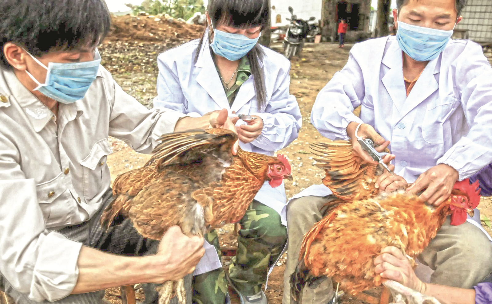 Người dân còn lơ là với cúm gia cầm Người dân còn lơ là với cúm gia cầm