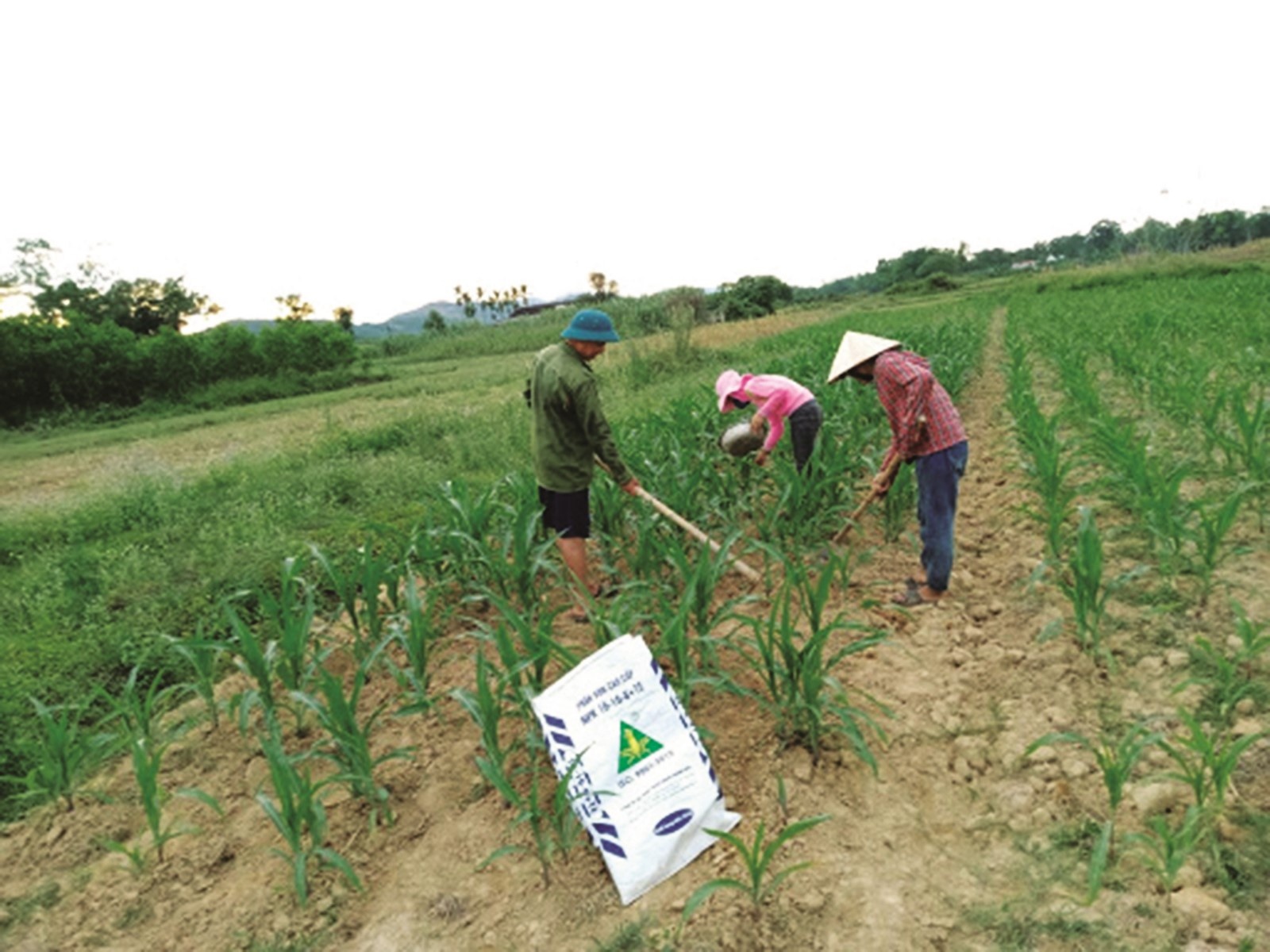 nganh phan bon huong loi khi nong nghiep phuc hoi