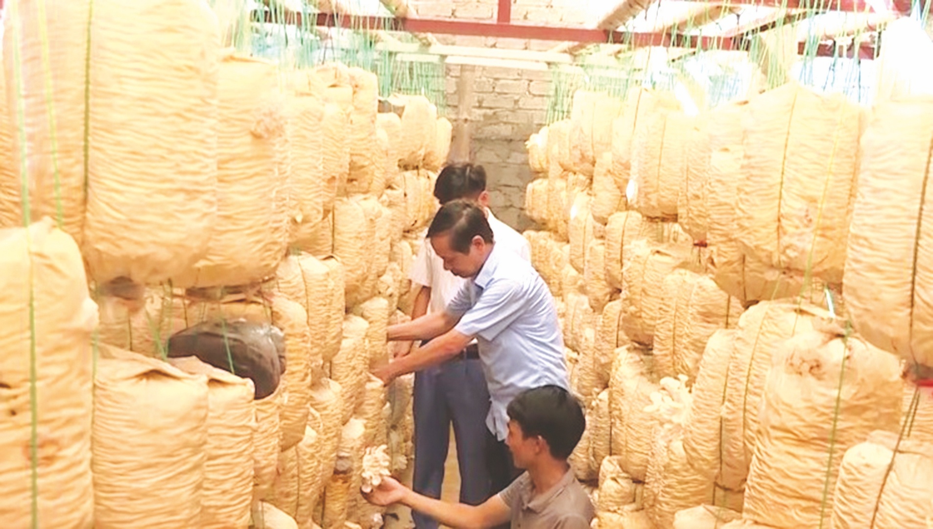 hieu qua nguon von uu dai o quang xuong