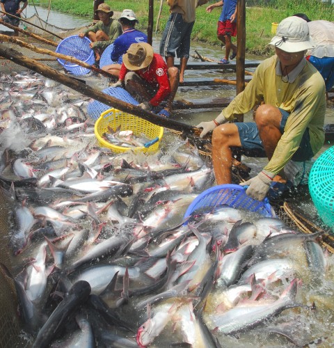 Nhân rộng cho vay theo chuỗi