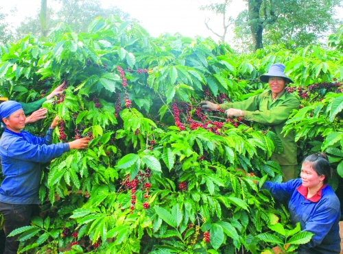 Đảm bảo sinh kế lâu bền