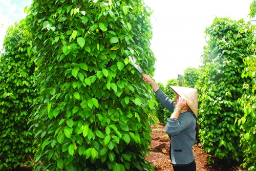 Cần sự đột phá cho ngành tiêu