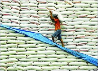Agribank sẵn sàng đáp ứng vốn cho lúa gạo