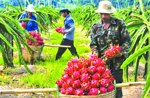 Xuất khẩu nông sản: Giữ vững thị trường trọng điểm Xuất khẩu nông sản: Giữ vững thị trường trọng điểm