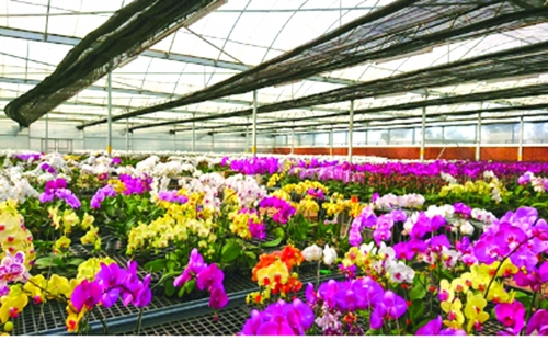 Agribank Lâm Đồng: Khơi thông nguồn vốn cho nông nghiệp công nghệ cao