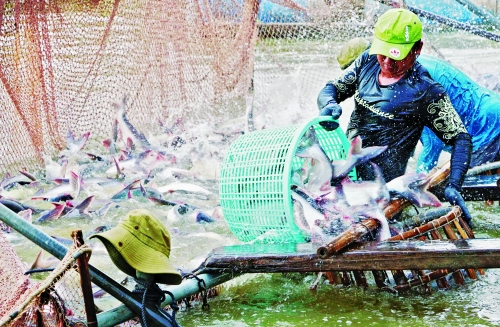 Ngành cá tra Việt Nam: Hướng đến mục tiêu xuất khẩu 2,4 tỷ USD