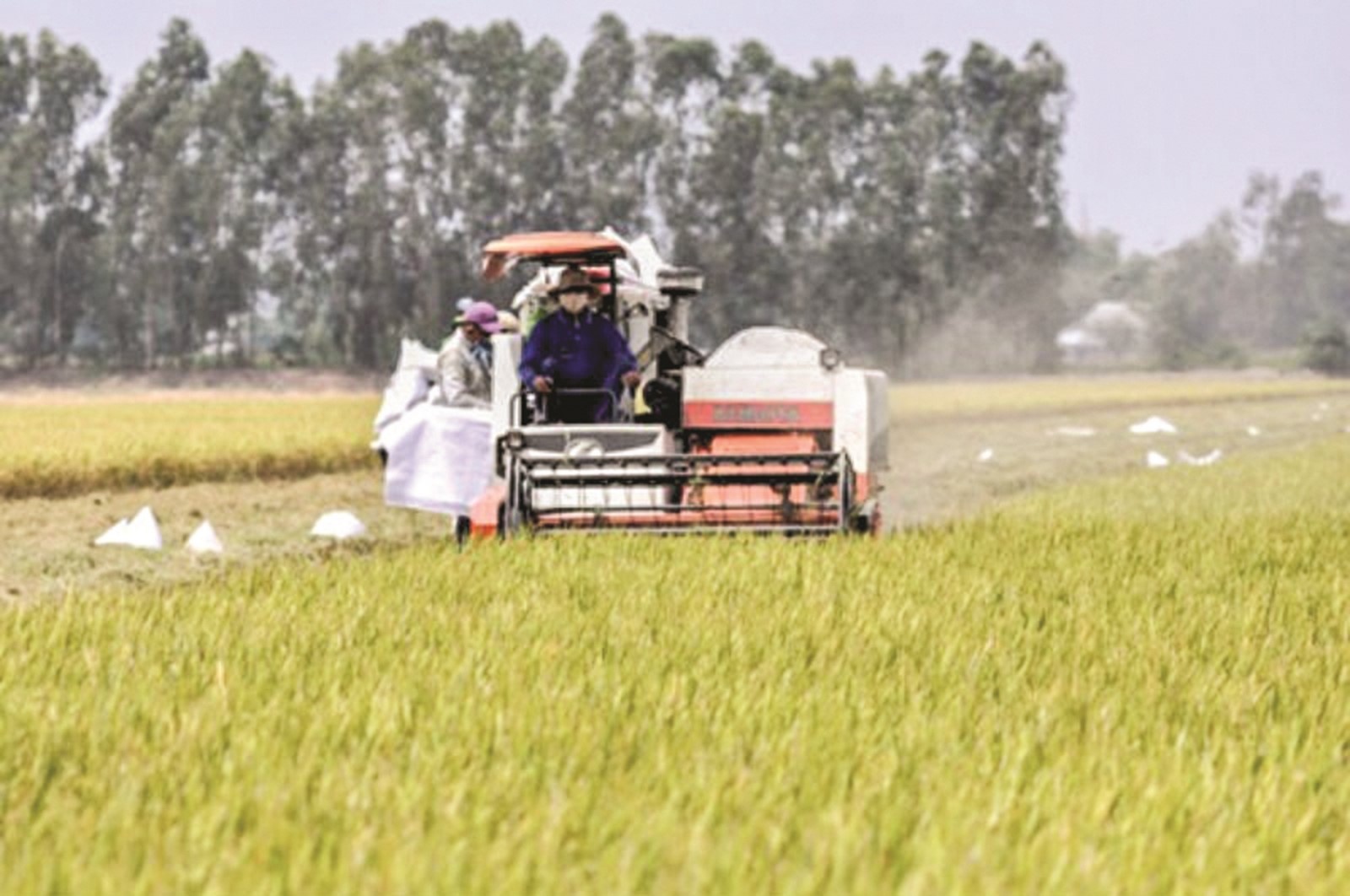 Luôn đảm bảo an ninh lương thực quốc gia