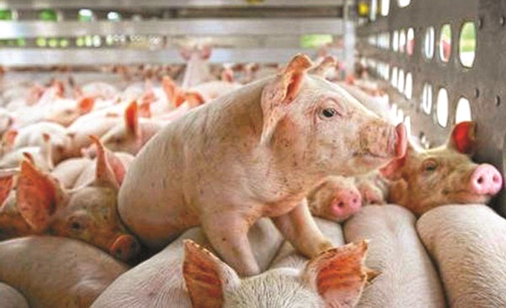 Đưa thịt lợn vào mặt hàng dự trữ quốc gia