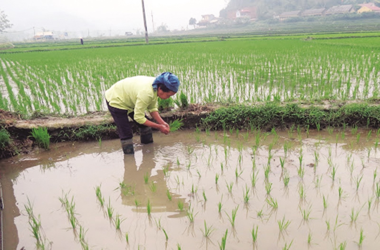 Lưng áo mẹ lung ao me