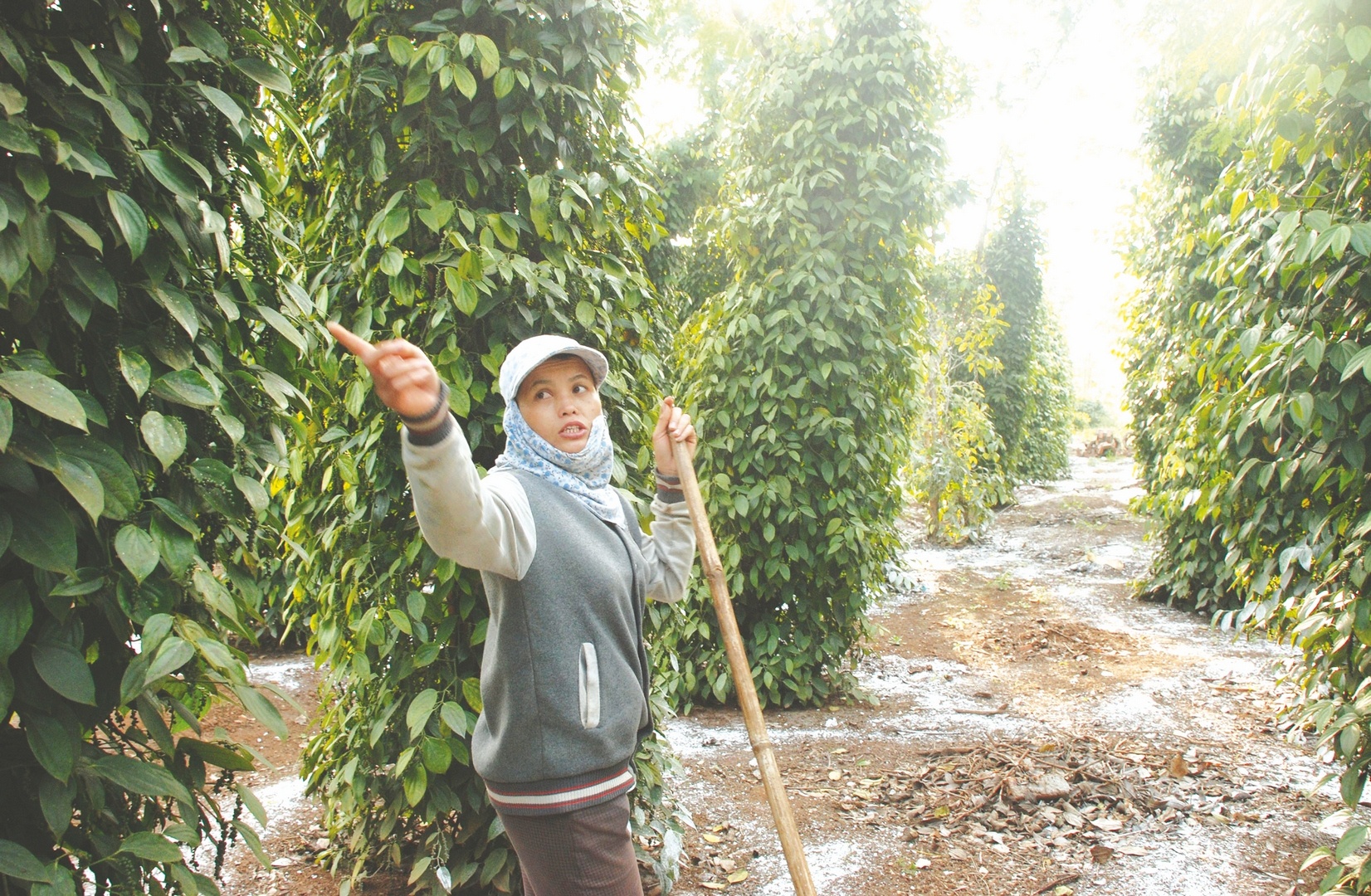 kho vi gia nhien lieu va phan bon tang cao