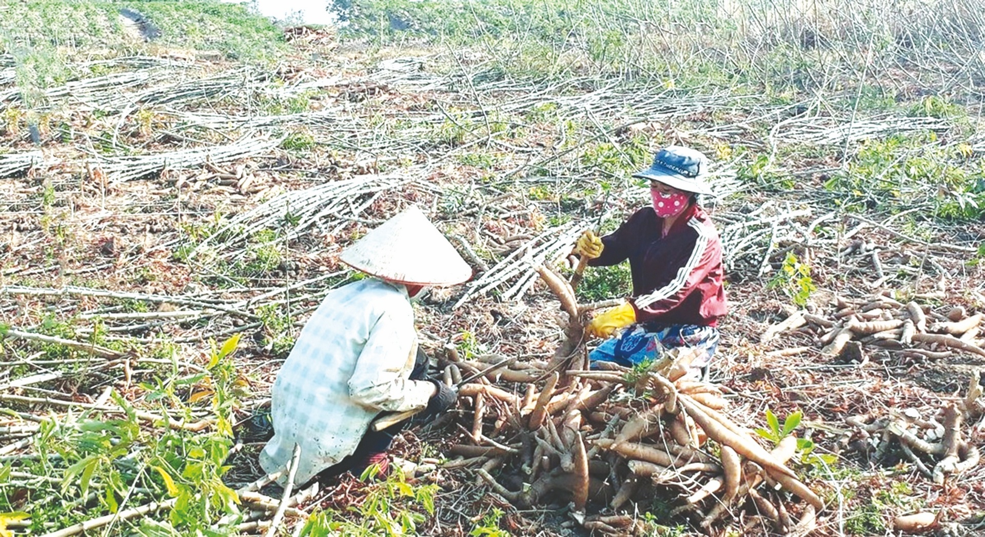 Để cây sắn phát triển bền vững