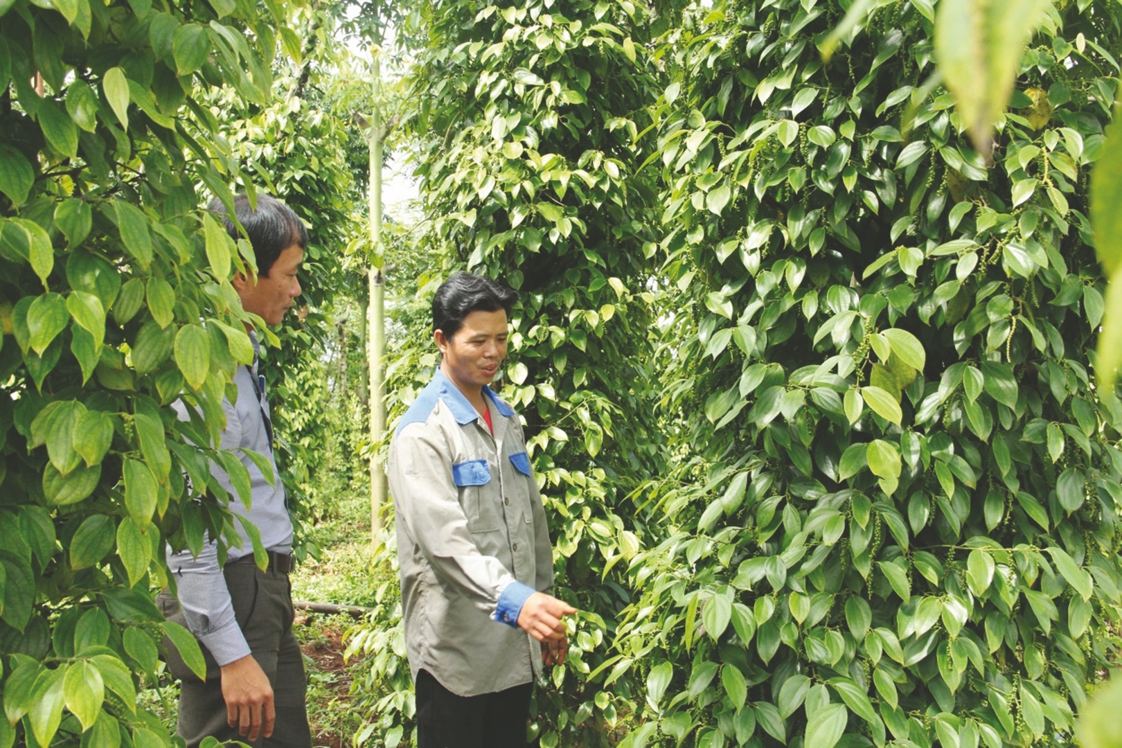 can day manh tai cau truc nganh nong nghiep