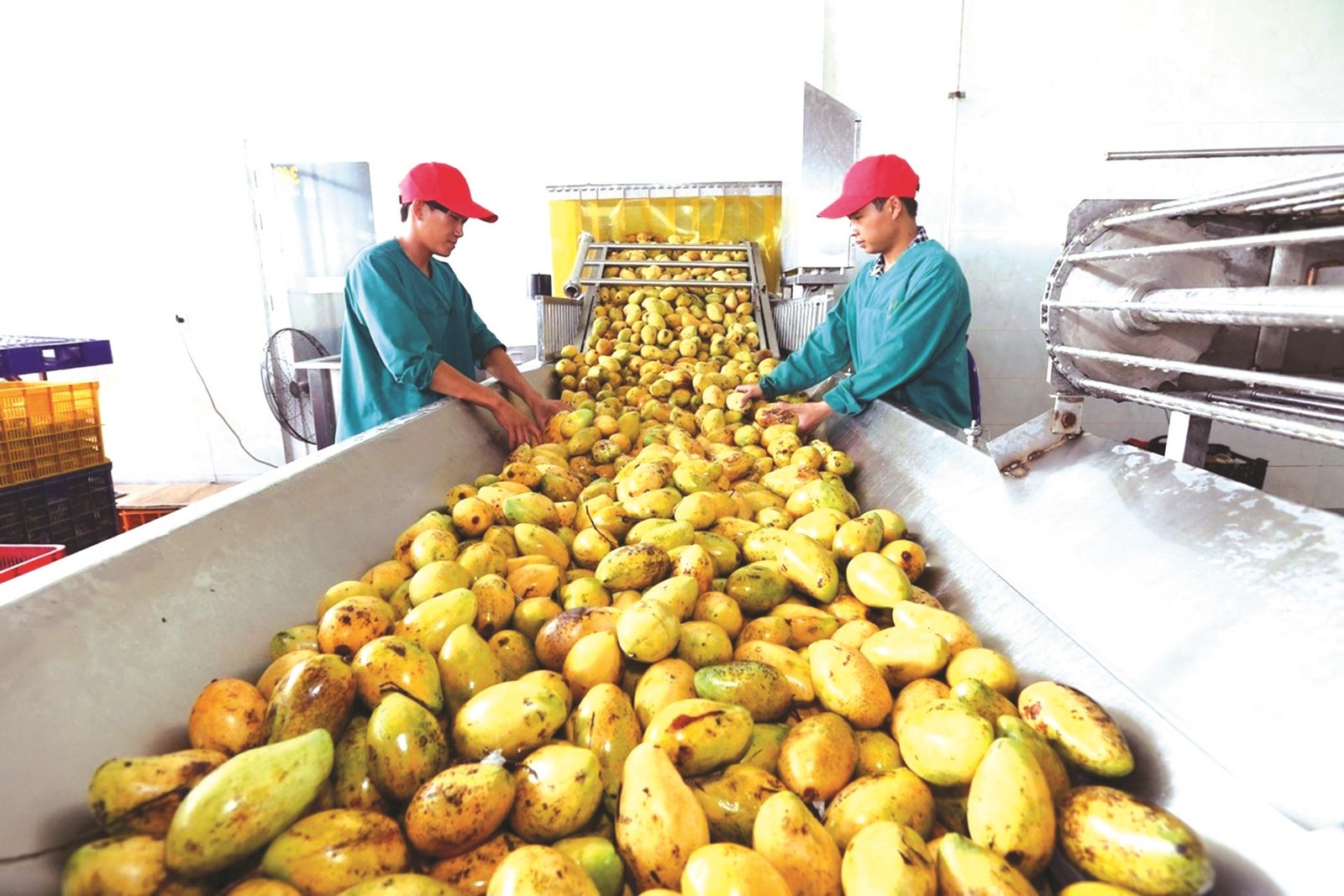 Xuất khẩu nông sản sau chế biến sâu: Góc nhìn từ doanh nghiệp xuat khau nong san sau che bien sau goc nhin tu doanh nghiep