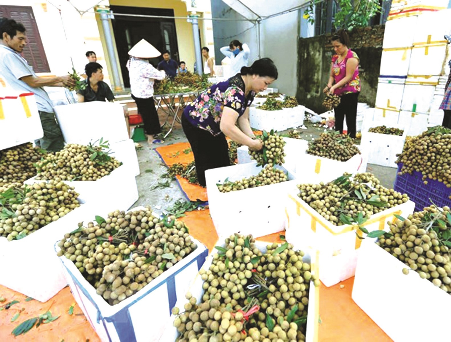 rao can xuat khau nong san vao thi truong australia