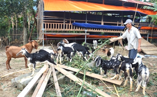 Đổi thay từ vốn vay ưu đãi ở Hòa Vang