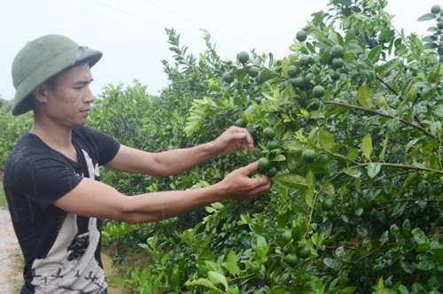 Hiệu quả tín dụng chính sách tại vùng mỏ Quảng Ninh